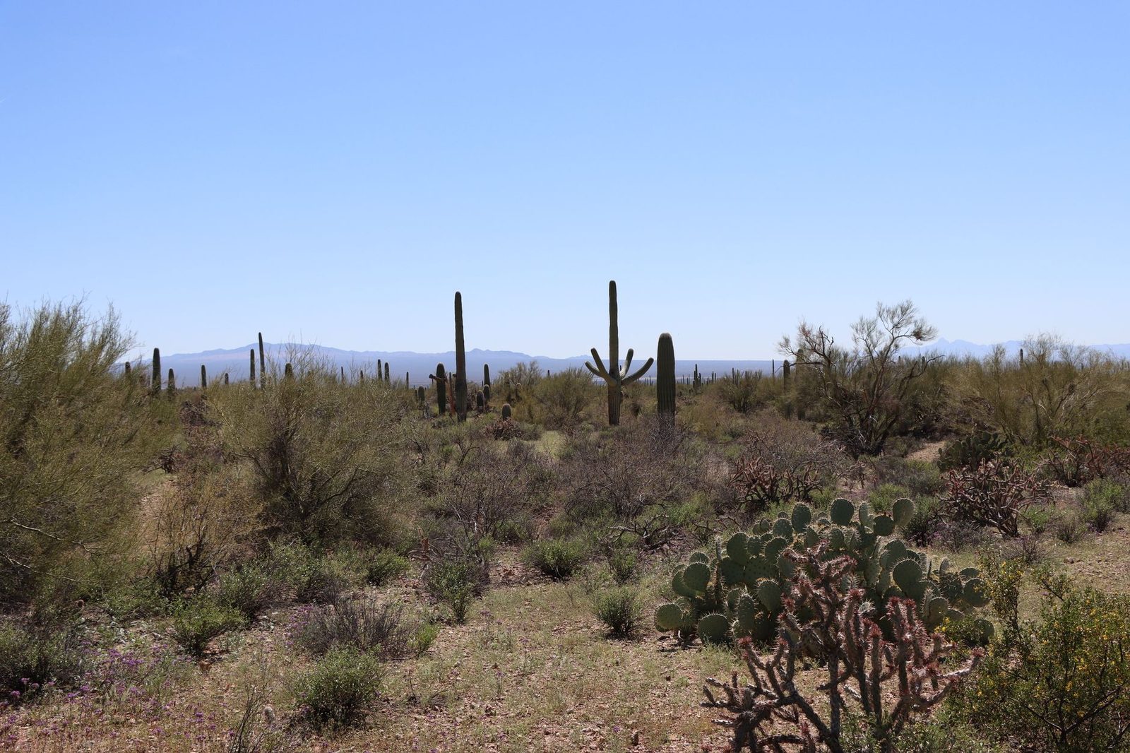Saguaro cacti across open desert under a clear sky near Tucson, Arizona