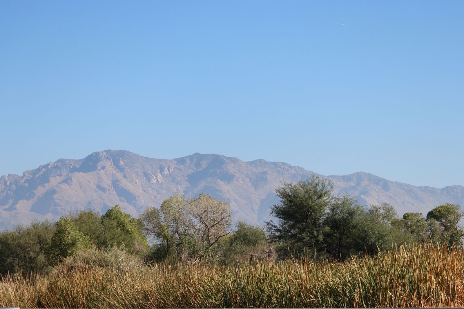 The Santa Catalina Mountains rising behind desert vegetation in Tucson, Arizona