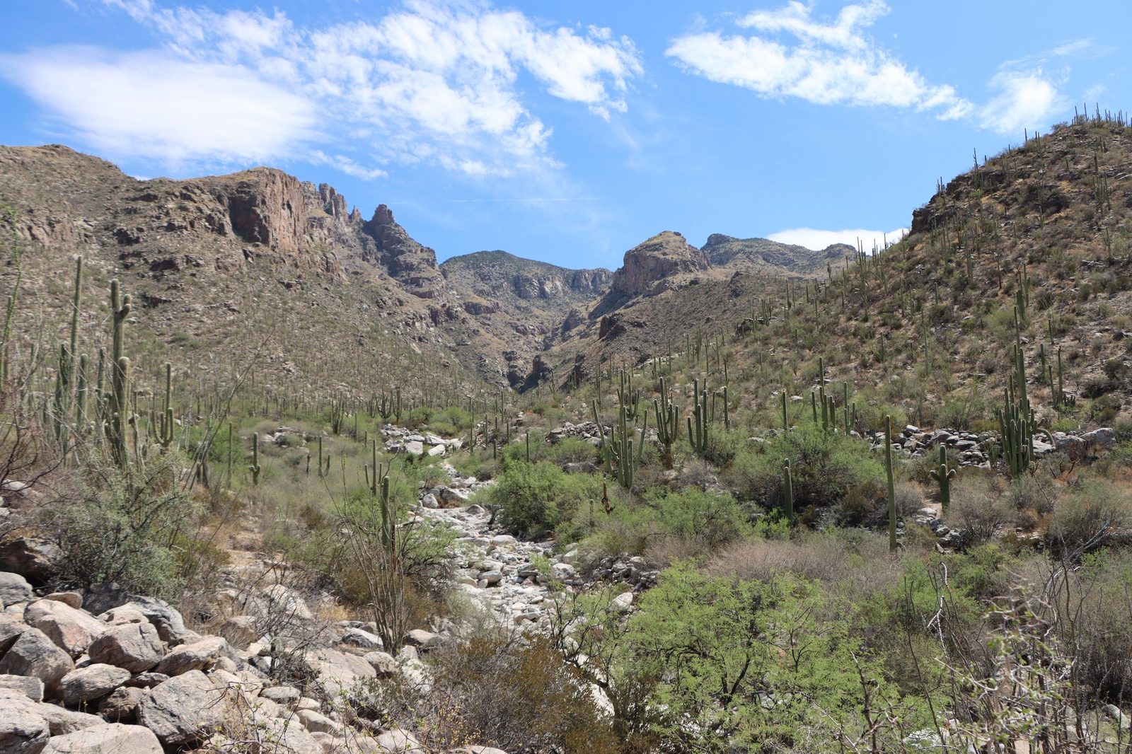 Rugged Sonoran Desert terrain and saguaros near Tucson, Arizona