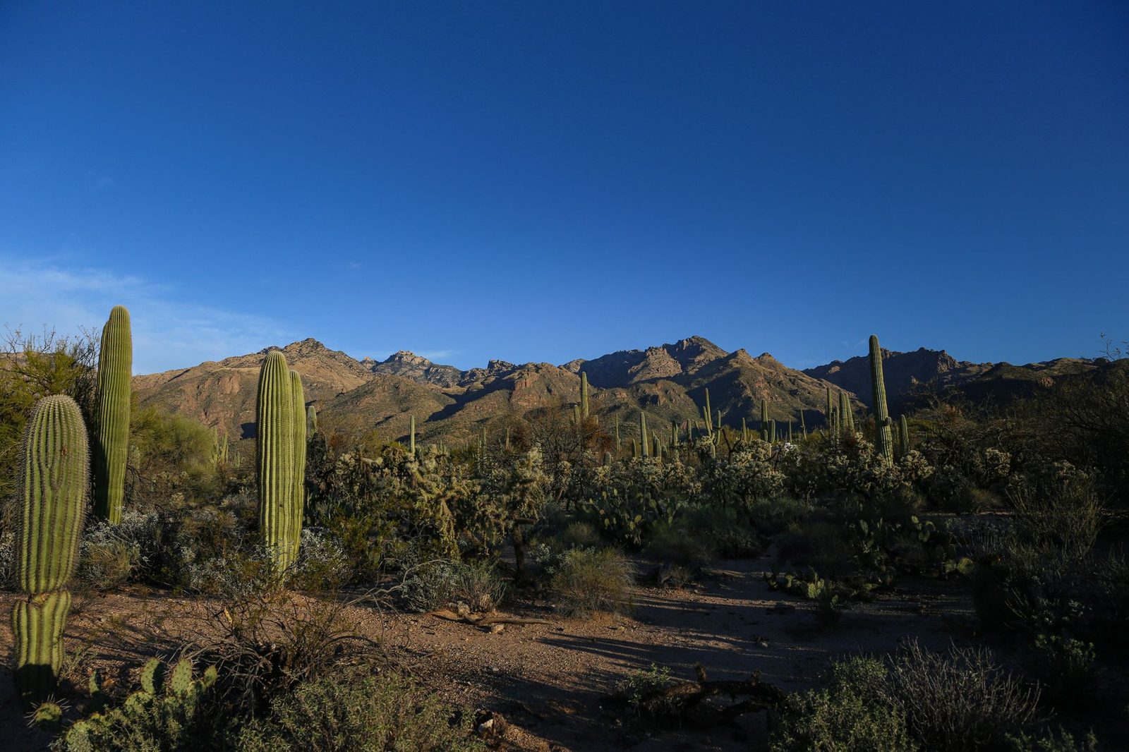 Saguaro cacti standing in Saguaro National Park outside Tucson, Arizona
