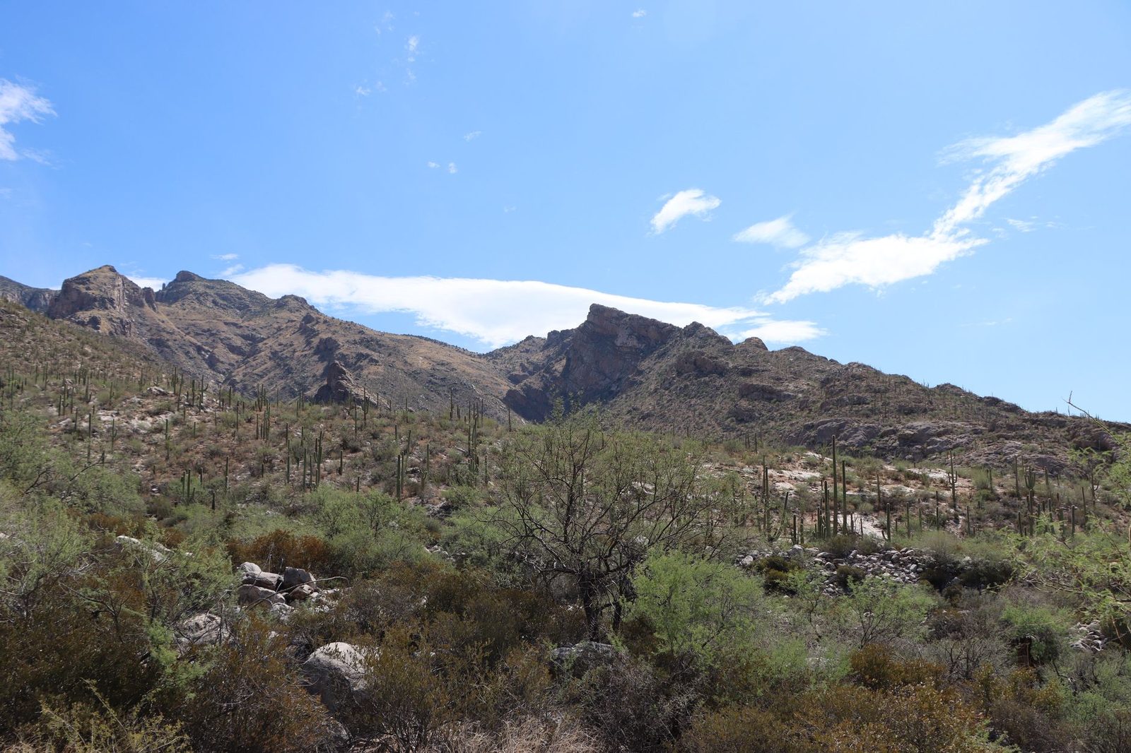 Saguaro cacti across the Catalina foothills above Tucson, Arizona