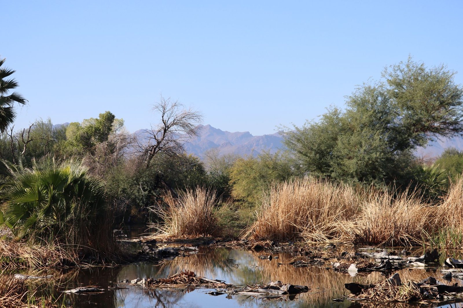 Desert vegetation and mountain ridges on the edge of Tucson, Arizona