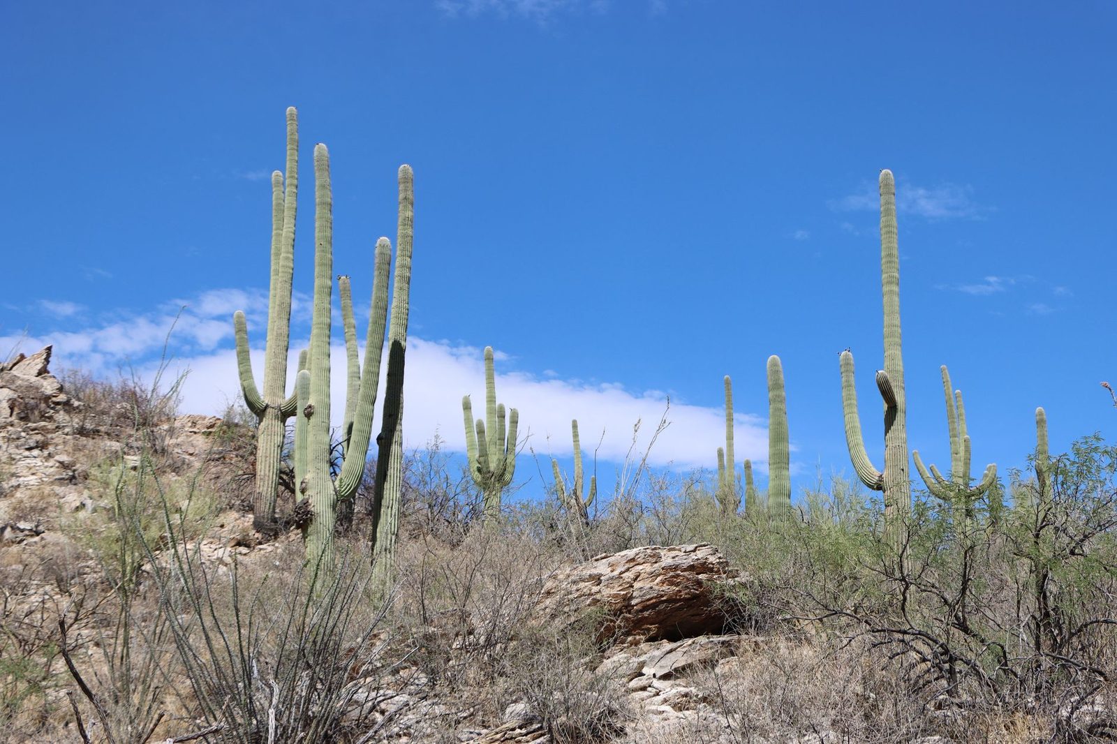 Saguaro cacti under a clear sky in the Sonoran Desert near Tucson, Arizona